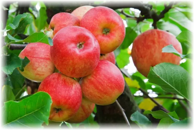 Яблони и их плоды - описание, изображения