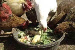Цыплята могут получать красную свеклу и правила кормления