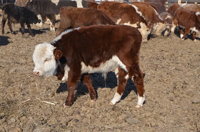 Белый крупный рогатый скот в Казахстане