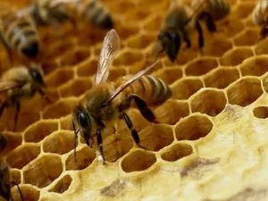 Опишите диких пчел, где они живут в природе, как выглядят их ульи и в чем их польза.