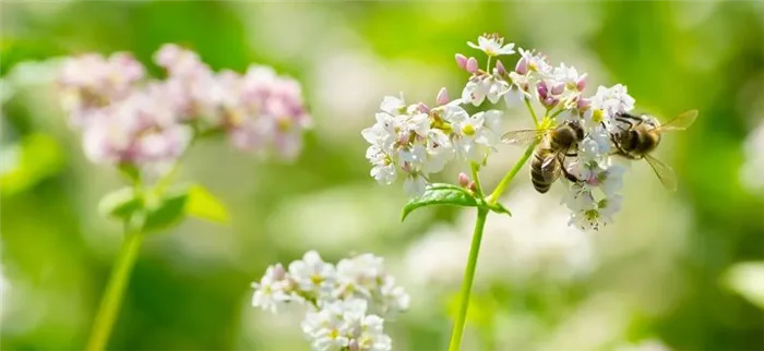 Медоносные пчелы опыляют гречиху