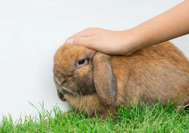 Микоплазмоз кроликов - профилактика