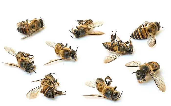 Мертвые пчелы зимой.