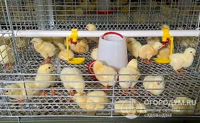 Опыт крупных ферм показал, что выживаемость цыплят, выращенных в клетках, к двум месяцам составляет 99,85%.