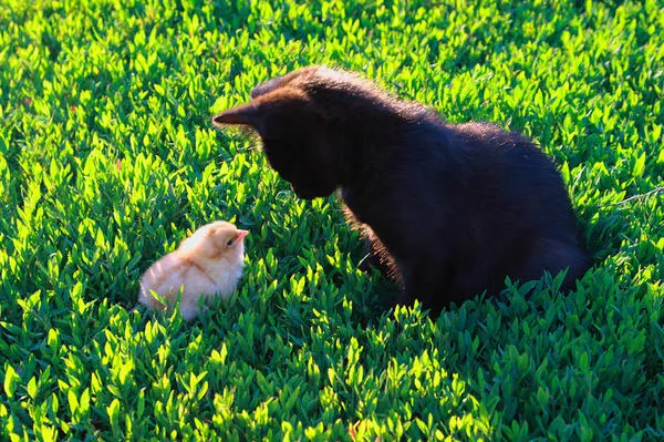 Котята и цыплята. Друзья или враги?
