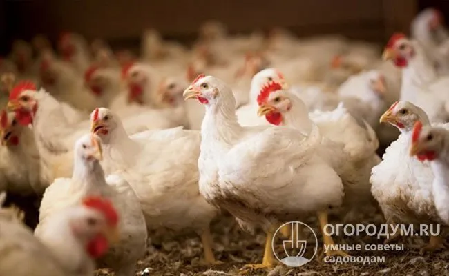Оптимальная численность поголовья не превышает 18-20 яичных кур.