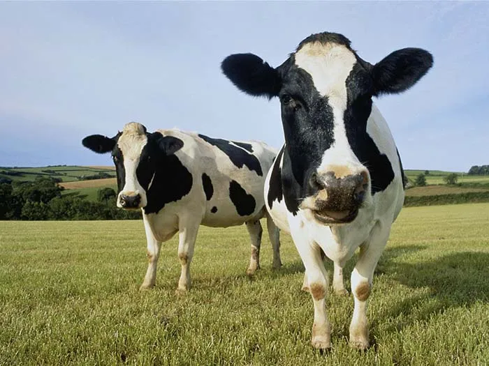 Две коровы на пастбище