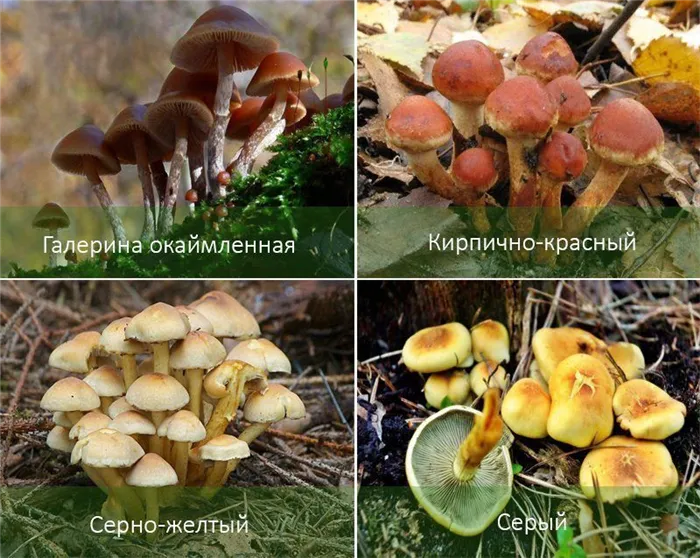 Опасные грибы пляжных грибов