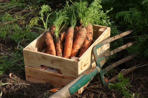 Собирайте морковь на семена сразу после сбора урожая