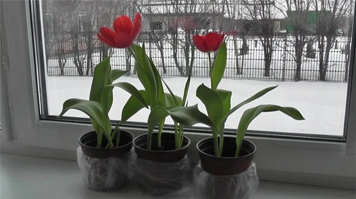 Как вырастить тюльпаны в цветочных горшках в домашних условиях