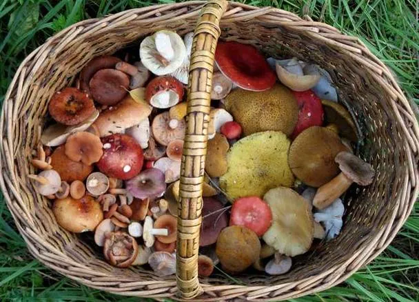 Дикорастущие грибы в корзине