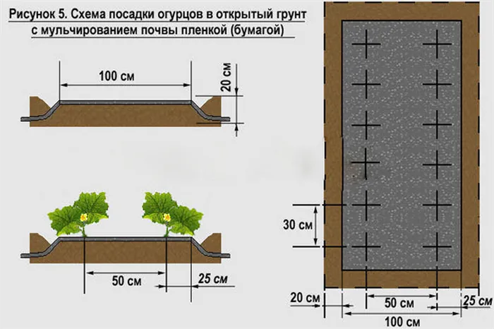 План посадки растений