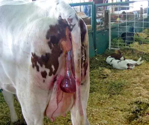 Время между рождением коров и утилизацией материала после рождения