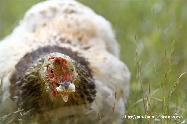 Как следует кормить цыплят хлебом? Польза и вред хлеба для птиц.