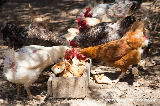Как следует кормить цыплят хлебом? Польза и вред хлеба для птиц.
