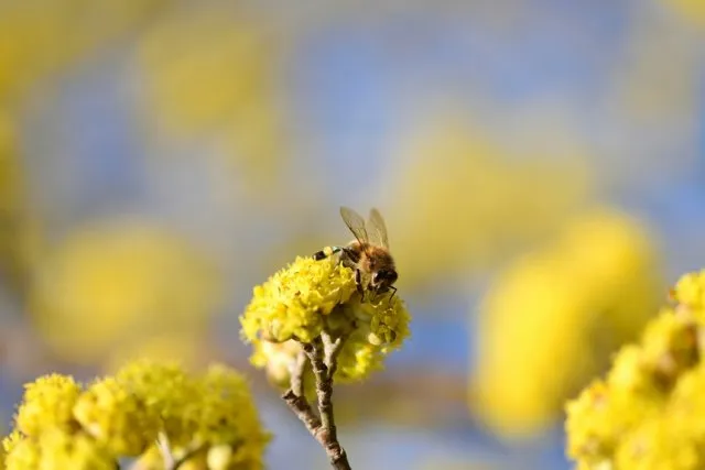 Создание пчел на цветах кизила