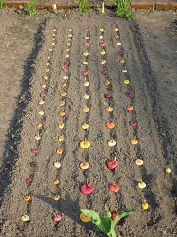 Посадите гладиолус в открытый грунт весной в Подмосковье.
