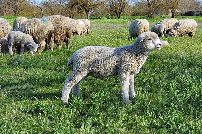 Шерсть овец с тонкой шерстью