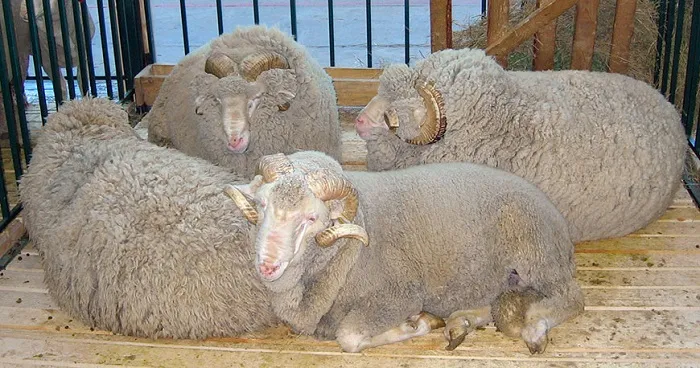 Советский овечий меринос