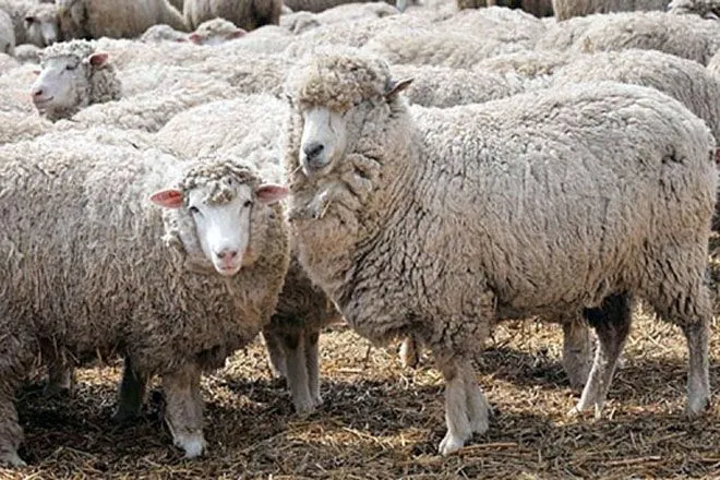 Шерсть и шерсть овец