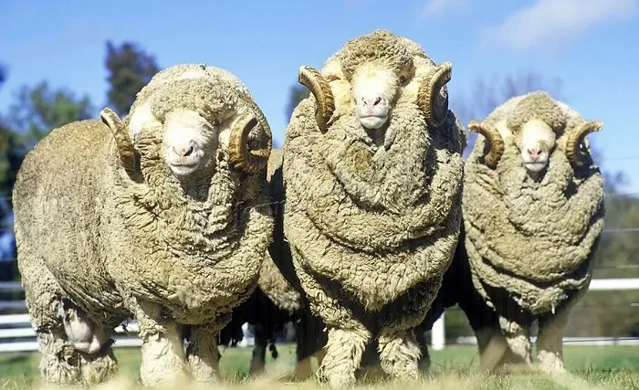 Австралийская овца меринос