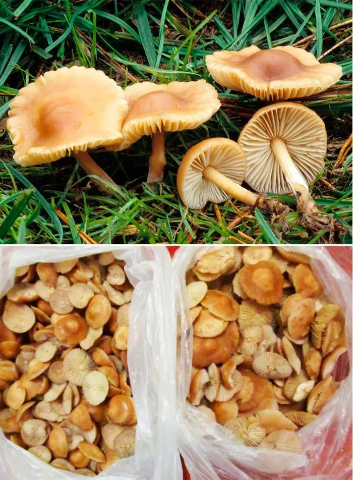 Луговые грибы опята