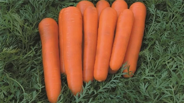Семена моркови, как выбрать, посадить и вырастить