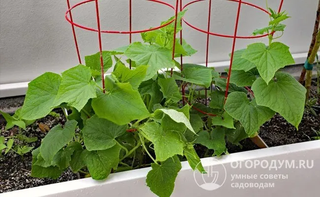 Для экономии места опытные садоводы рекомендуют высаживать прямые семена в ящики или большие прямоугольные цветочные горшки.