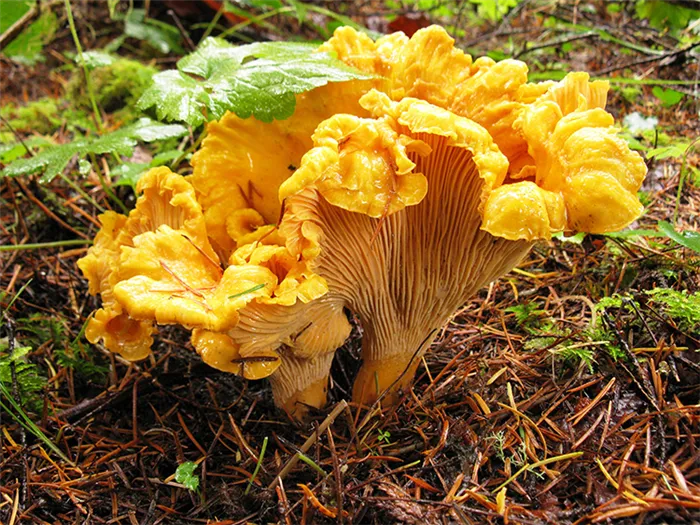 Охотьтесь на колокольчики! Фотографии грибов и советы по их выращиванию в домашнем саду