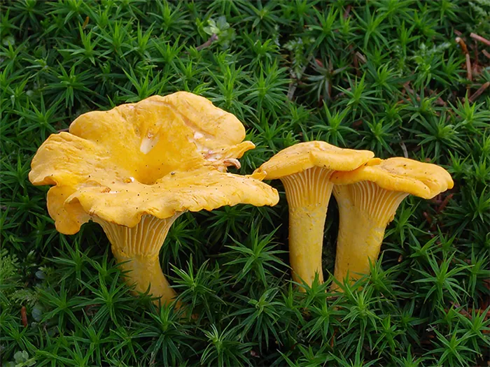 Охотьтесь на колокольчики! Фотографии грибов и советы по их выращиванию в домашнем саду