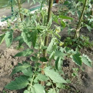 Уход за помидорами: почему помидоры не цветут в теплице и как правильно им помочь