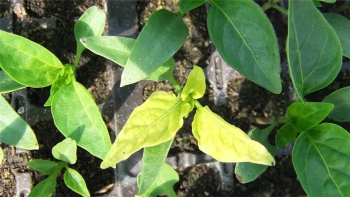 Почему желтеют и опадают листья перца: что можно сделать, чтобы спасти урожай
