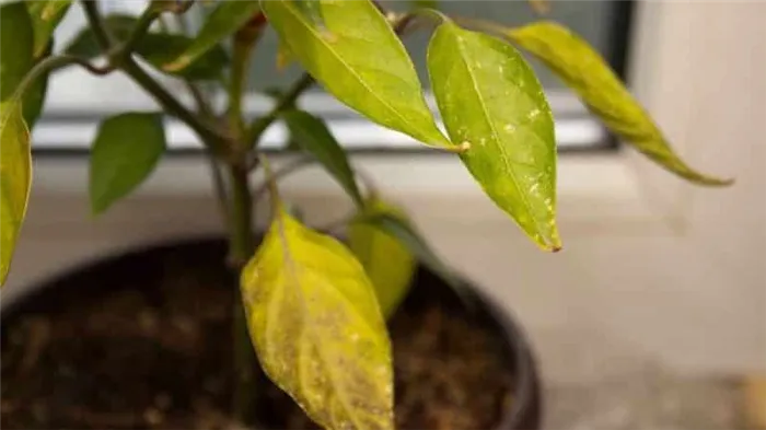 Почему желтеют и опадают листья перца: что можно сделать, чтобы спасти урожай