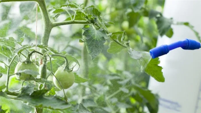 Питание томатов и питание человека сывороткой: преимущества богатой ферментации культур