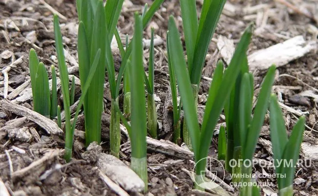 Луковицы, успешно перезимовавшие в земле, обильно прорастут и быстро зацветут ранней весной.