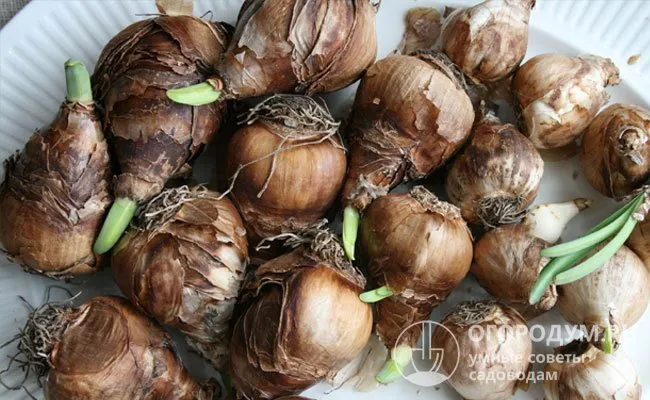 Выбирайте для размножения долговечные луковицы без признаков износа или повреждения