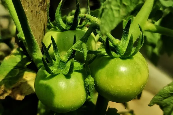 Зеленые помидоры на ветках