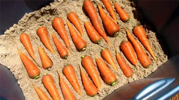 Плюсы и минусы хранения моркови в песке, с пошаговой инструкцией.