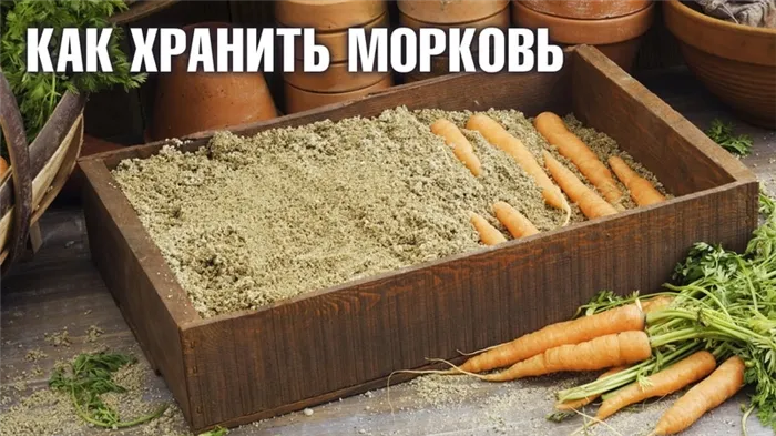 Плюсы и минусы хранения моркови в песке, с пошаговой инструкцией.
