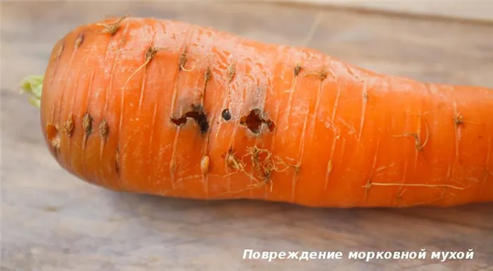 Повреждение моркови мухами