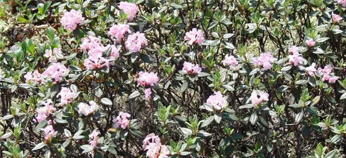 RhododendronadamsiiRehd.