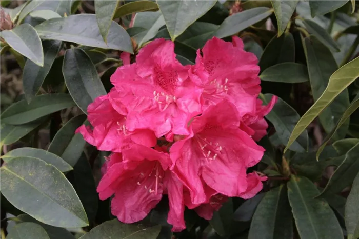 Rhododendronadamsii - долголетие при переедании. Преимущества и недостатки.