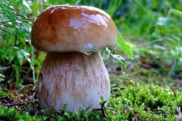 Белый березовый гриб