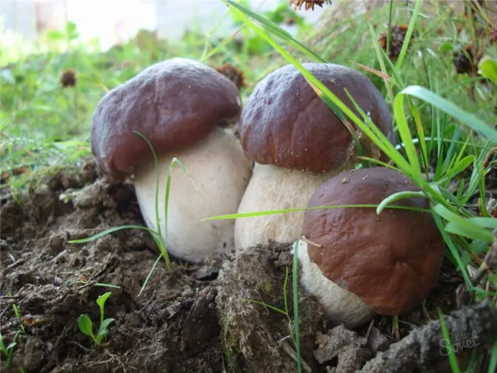 Выращивание грибов болетус