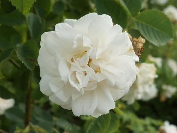 Шиповник белый rosa alba