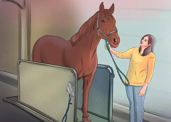 Сколько весит лошадь?