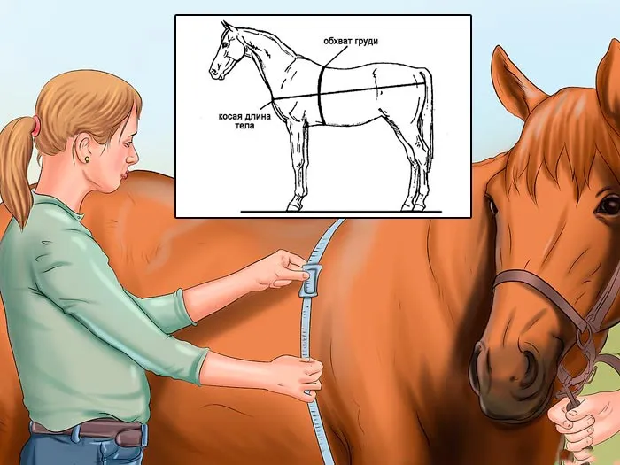 Лошади различаются по весу