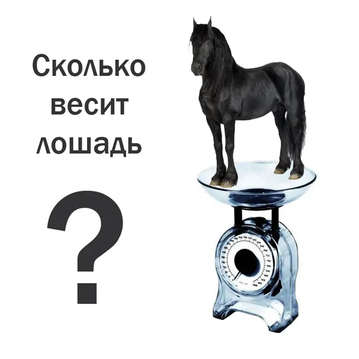 Измерение лошадей