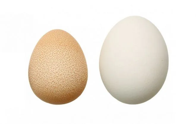 Гусиные и куриные яйца