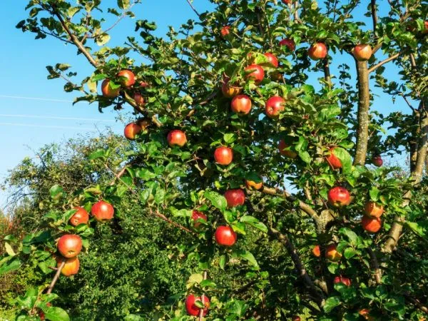 Яблони растут и плодоносят в течение многих лет